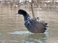 American Coot 1802